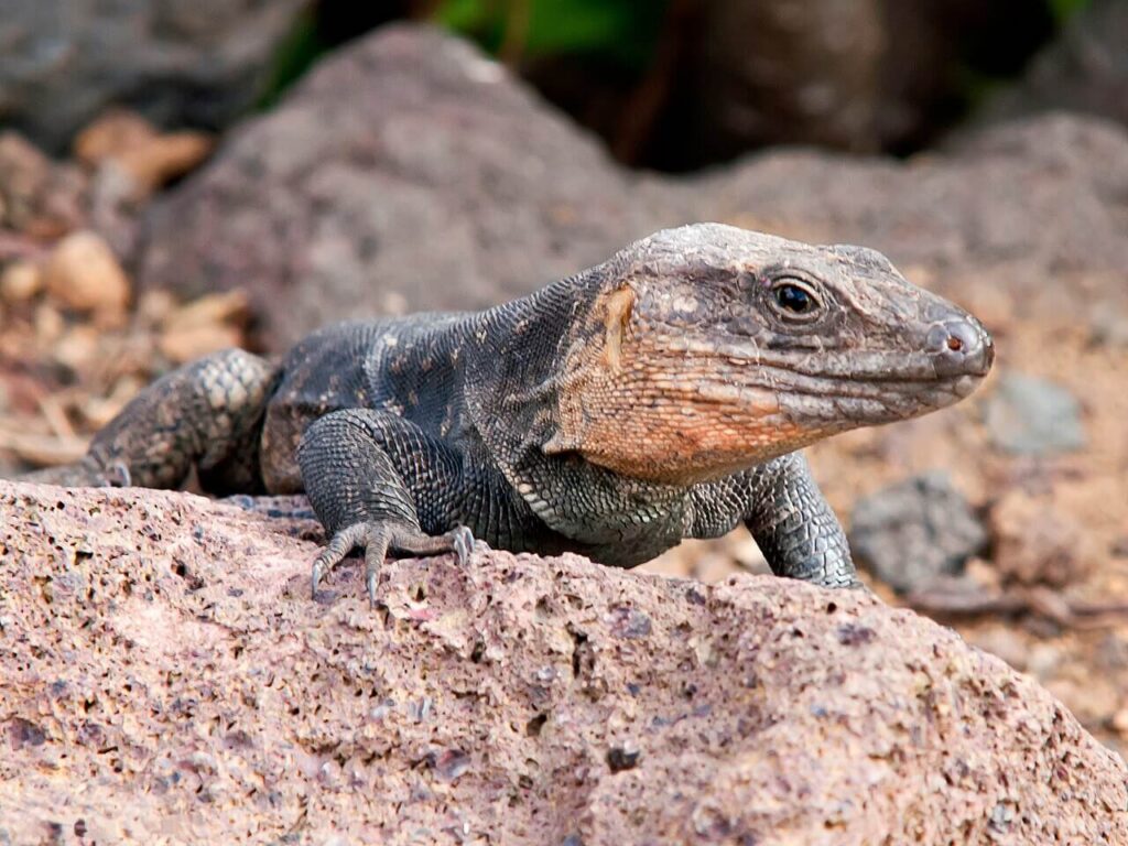 Lagarto gigante de Gran Canaria