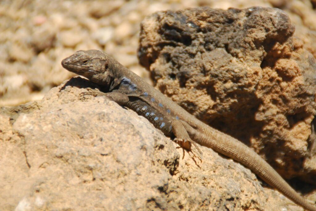 Lagarto Tizón