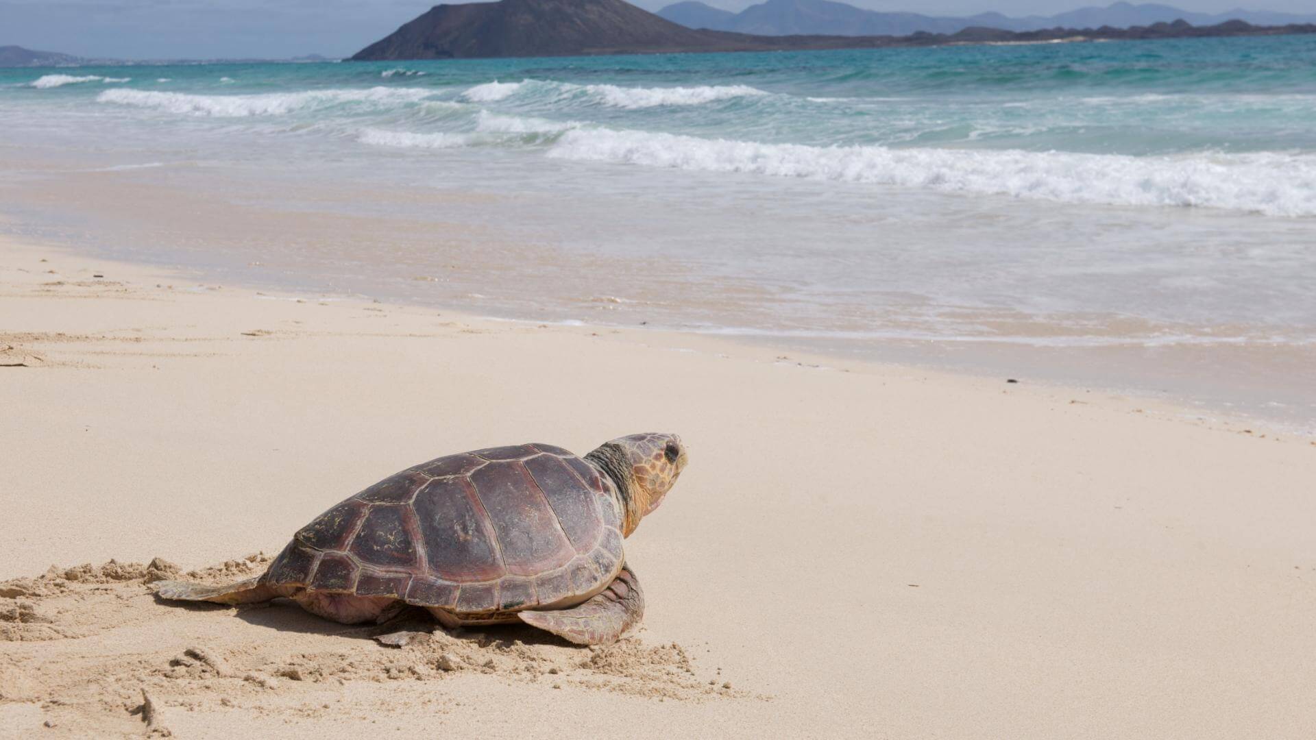 Fuerteventura impulsa una nueva campaña de voluntariado ambiental en Cofete