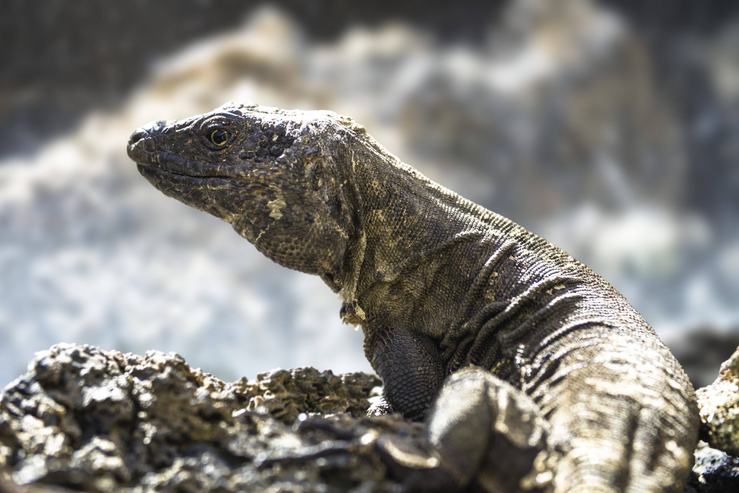Lagarto (turismo)