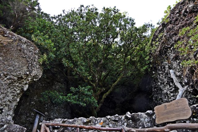 Árbol Garoé