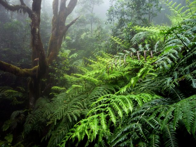 06. Monteverde