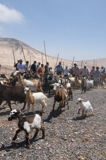Apañada