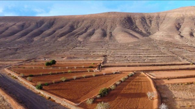Gavias de Guisguey